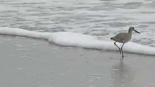 Willet Bird running along the beach looking for food ~ Hitlton Head Island, South Carolina