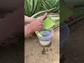 Hidratação Caseira Perfeita Com Babosa