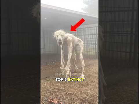 TOP 5 EXTINCT ANIMALS THAT SCIENTISTS ACTUALLY WANT TO BRING BACK!!