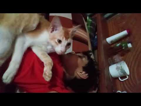 বিড়ালটি ফাহমিদা কে খুব ভালবাসে।। the cate love to fahmida ||