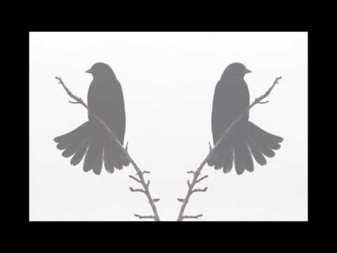 vm - blackbird