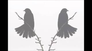 Video blackbird