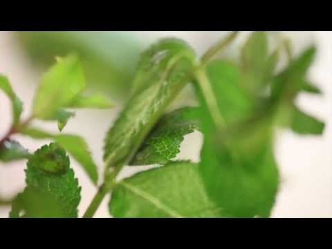 VIDEO RICETTA : CREMA DI ZUCCHINE ESTIVA di Siamodonne.it