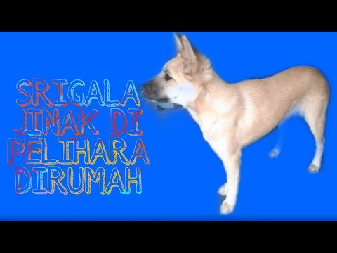 Pelihara srigala di rumah, Apa ngak takut ya..??
