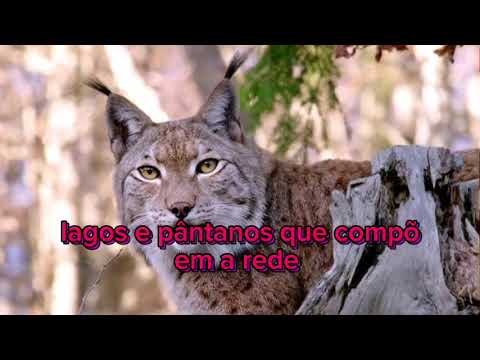 A GRANDIOSA AMAZÔNIA | Uma Jornada Extraordinária - Documentário ✅