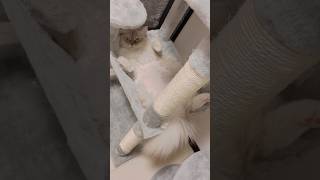 ８kgの猫でも広々と寝れるハンモック