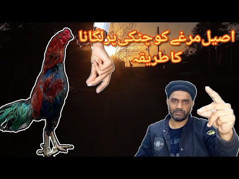 Aseel Murga Ko Chutki par kesy lagtay hain