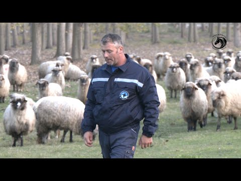 - STADA OVACA BRAĆE DŽAMBAS ZIMUJU NA DUNAVU -