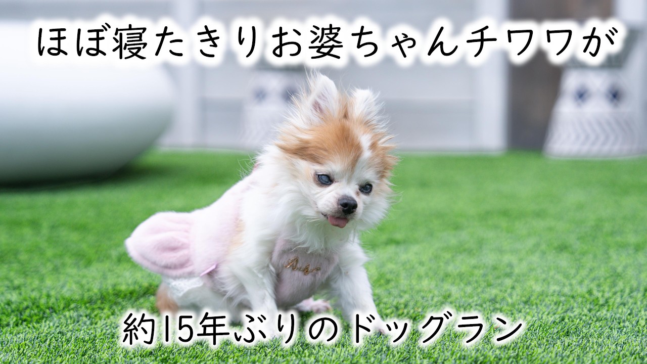 寝たきり生活からの復活！15年ぶりのドッグランで見せた表情が愛おしすぎる