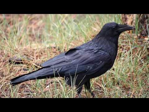 Common Raven   393