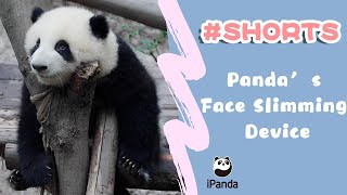 Download lagu Panda’s Face Slimming Device | iPanda #Shorts mp3
