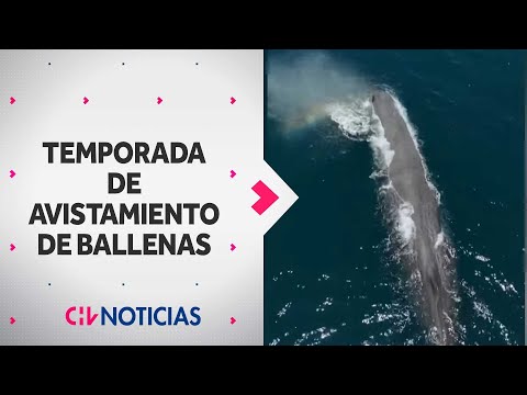 Comenzó temporada de avistamientos de ballenas en caleta Chañaral de Aceituno - CHV Noticias