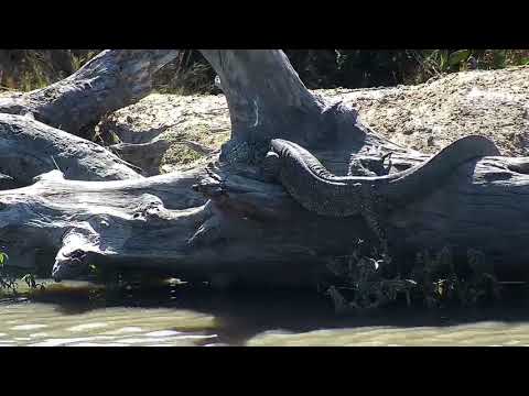 Djuma: Water Monitor Lizard adult hanging out on a log - 10:56 - 07/02/19