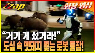 [세가지 뉴스] 멧돼지 꼼짝 마! 폴란드 주차장 나타난 '로봇'의 정체!