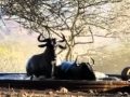 Blue Wildebeest Fighting