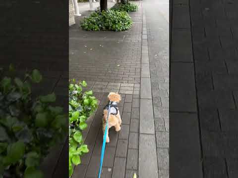 経営学科 小雨の中元気に散歩するトイプードル9ヶ月　 #toypoodle #トイプードル