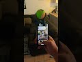 Pooch Selfie Review Poochselfie Sharktank Amazon Dogsofyoutube Shorts Pikachu Schnauzer