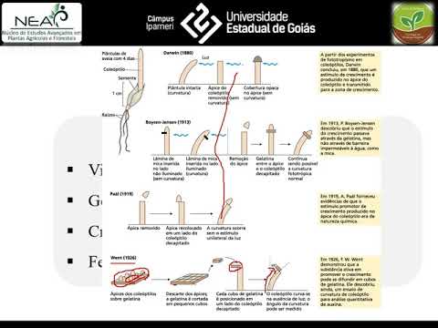 Hormônios e Reguladores Vegetais 01