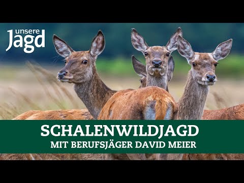 Exciting big game hunting with a professional hunter | Expert tips | Red deer | Roe deer | Wild boar