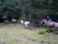 Foxhunting 2008