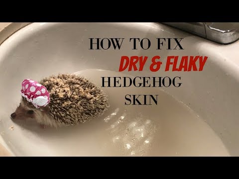 How I Fix My Hedgehogs Dry/Flaky Skin!