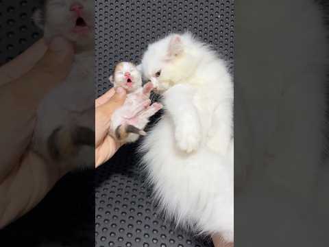 My brother is cute kitten 😍 #cat #kitten #cutecat #catlovers