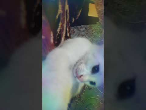 "Manta Ray" by J. Ralph & Anohni (F.K.A. Antony) - Original Song From Racing Extinction  - Cat VIDEO