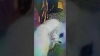 &quot;Manta Ray&quot; by J. Ralph &amp; Anohni (F.K.A. Antony) - Original Song From Racing Extinction  - Cat VIDEO