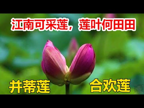 並蒂蓮花意思