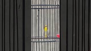 Download lagu PLECI GUNKAR PLECI GUNUNG KARANG #pleci #plecigacor #plecimania #pcmi #plecigunkar #kicaumania#video mp3