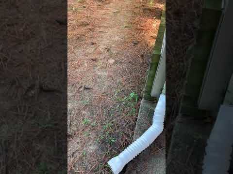 2 of my dogs running around after working out and a little obedience training