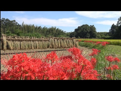 森のキキョウ 植物