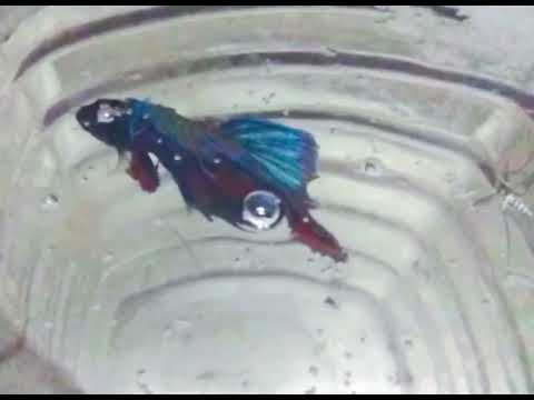 Fighter attack on mosquito  #bloodsplash