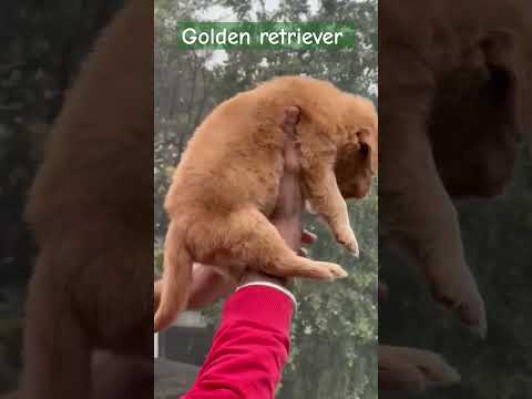 #goldenretriever #dogsales #dogs #entertainment #dogsales location Delhi Rohini