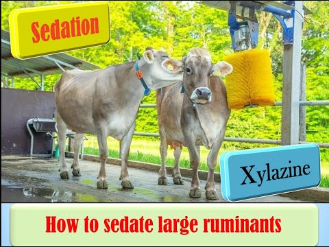 Xylazine in cattle (sedative and tranquilizer) Sédation chez les ...
