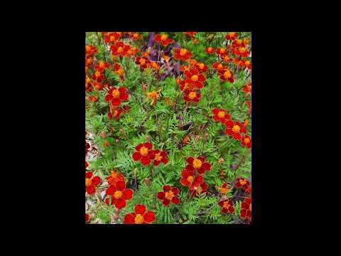 Red Marigold flower  ll Beautiful flowers