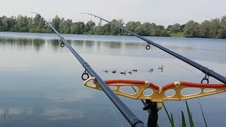 Как поймать крупного леща на кольцо