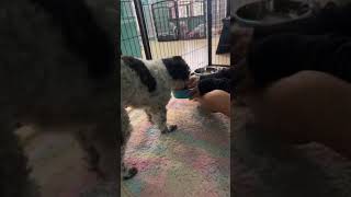 HARPER HAS LEFT THE SHELTER! HARPER HAS LEFT THE SHELTER!