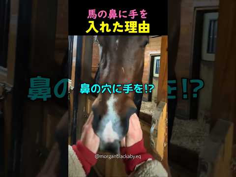 ❤️700万❤️馬の鼻に手を入れた理由、ノーズポケットの秘密