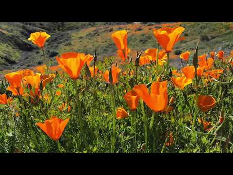 Poppy Fields Bloom in Lake Elsinore, California 2-23-2019