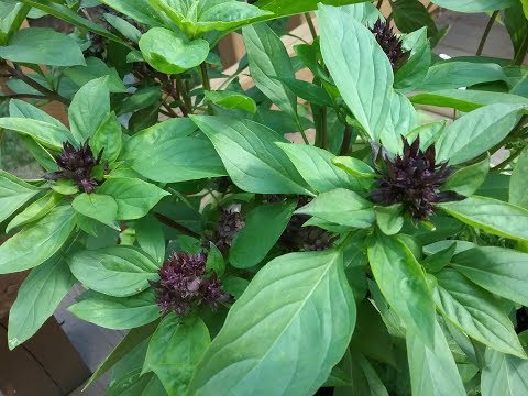 download lagu mp3 mp4 Thai Basil Herb, download lagu Thai Basil Herb gratis, unduh video klip Thai Basil Herb