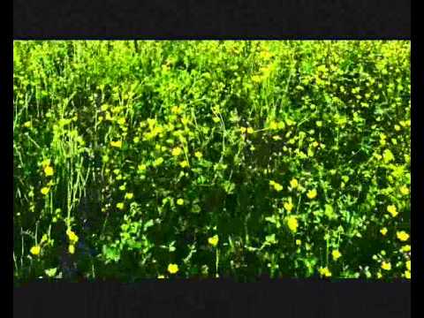 Jerrinez - Alla mia nazione