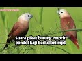 Suara Pikat Burung Emprit Bondol Kaji Berkoloni Mp3