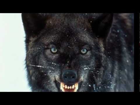 Krzesia’s Video 106238030912 RTpCO_GaTiM