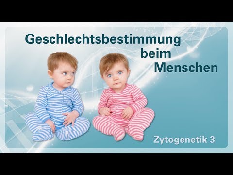 Zytogenetik 03 – Geschlechtsbestimmung beim Menschen