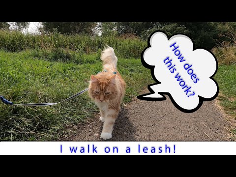 Can I walk on a leash? | Muffin the Maine Coon