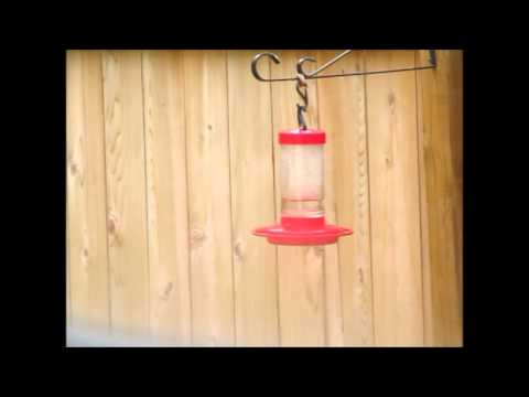 Wasp Vs Hummingbird