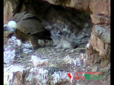 Documentario sui Grifoni del Parco dei Nebrodi.