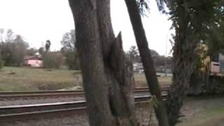 preview picture of video 'CSX 0825 in Plant City FL'