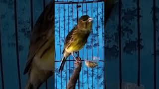 Download lagu KENARI malas bunyi, Terapi untuk kenari masteran canary #canarysingtraining #kanareyka mp3